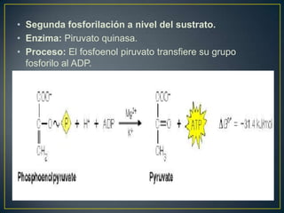 Metabolismo de Carbohidratos - Glucólisis | PPTX