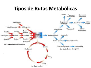 Tipos de Rutas Metabólicas 
 