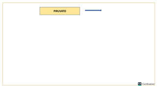 PIRUVATO
 