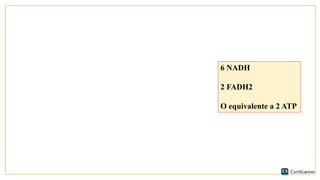 6 NADH
2 FADH2
O equivalente a 2 ATP
 