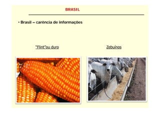 BRASIL


• Brasil – carência de informações




         “Flint”ou duro              Zebuínos
 