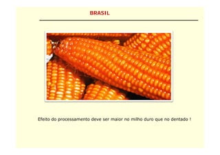 BRASIL




Efeito do processamento deve ser maior no milho duro que no dentado !
 