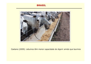 BRASIL




Caetano (2009): zebuínos têm menor capacidade de digerir amido que taurinos
 