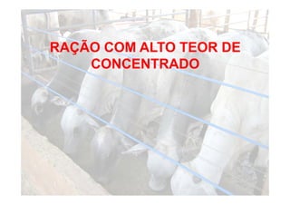RAÇÃO COM ALTO TEOR DE
    CONCENTRADO
 