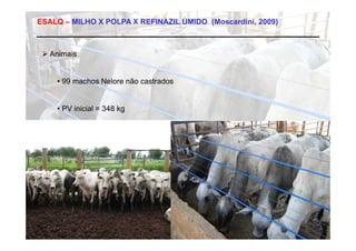 ESALQ – MILHO X POLPA X REFINAZIL ÚMIDO (Moscardini, 2009)



  Animais


    • 99 machos Nelore não castrados


    • PV inicial = 348 kg
 