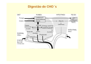 Digestão de CHO´s
 