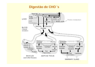 Digestão de CHO´s
 