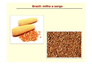 Brasil: milho e sorgo
 
