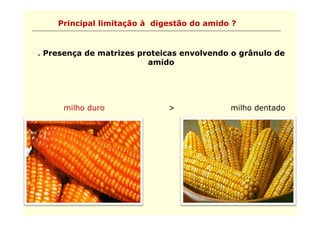 Principal limitação à digestão do amido ?


. Presença de matrizes proteicas envolvendo o grânulo de
                         amido




     milho duro              >             milho dentado
 