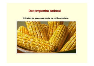 Desempenho Animal

Métodos de processamento de milho dentado
 