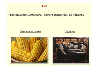 EUA


• Literatura norte americana - número considerável de trabalhos




         Dentado ou mole                       Taurinos
 