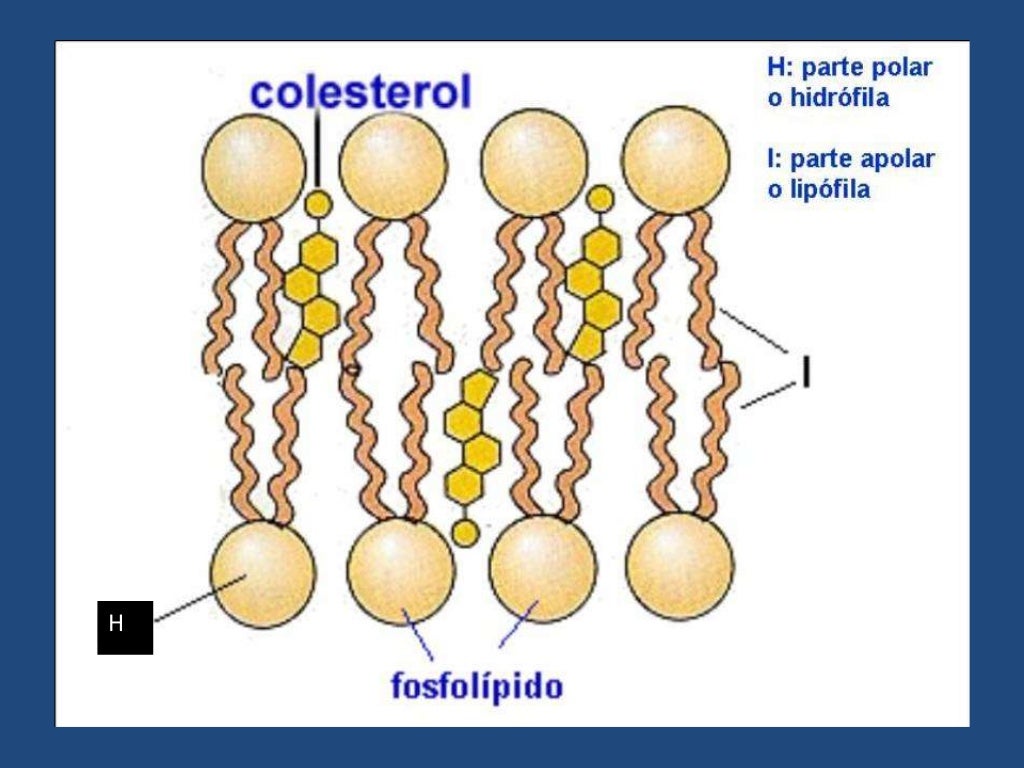 Metabolismo De Colesterol Luisjomd Unisucre 8094