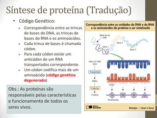 Síntese de proteína (Tradução)
Obs.: As proteínas são
responsáveis pelas características
e funcionamento de todos os
seres vivos.
• Código Genético:
 Correspondência entre as trincas
de bases do DNA, as trincas de
bases do RNA e os aminoácidos.
 Cada trinca de bases é chamada
códon.
 Para cada códon existe um
anticódon de um RNA
transportados correspondente.
 Um códon codifica mais de um
aminoácido (código genético
degenerado).
 
