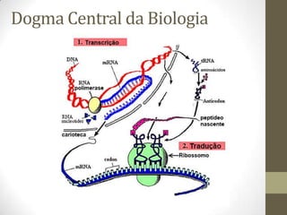Dogma Central da Biologia
 