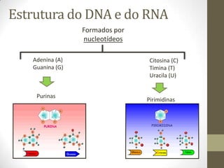 Estrutura do DNA e do RNA
Formados por
nucleotídeos
Adenina (A)
Guanina (G)
Citosina (C)
Timina (T)
Uracila (U)
Purinas
Pirimidinas
 