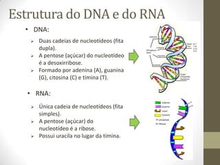 Estrutura do DNA e do RNA
• DNA:
 Duas cadeias de nucleotídeos (fita
dupla).
 A pentose (açúcar) do nucleotídeo
é a desoxirribose.
 Formado por adenina (A), guanina
(G), citosina (C) e timina (T).
• RNA:
 Única cadeia de nucleotídeos (fita
simples).
 A pentose (açúcar) do
nucleotídeo é a ribose.
 Possui uracila no lugar da timina.
 