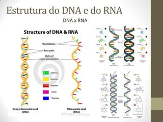 Estrutura do DNA e do RNA
DNA x RNA
 