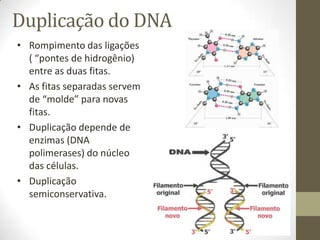 Duplicação do DNA
• Rompimento das ligações
( “pontes de hidrogênio)
entre as duas fitas.
• As fitas separadas servem
de “molde” para novas
fitas.
• Duplicação depende de
enzimas (DNA
polimerases) do núcleo
das células.
• Duplicação
semiconservativa.
 