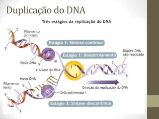 Duplicação do DNA
 