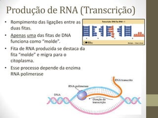 Produção de RNA (Transcrição)
• Rompimento das ligações entre as
duas fitas.
• Apenas uma das fitas de DNA
funciona como “molde”.
• Fita de RNA produzida se destaca da
fita “molde” e migra para o
citoplasma.
• Esse processo depende da enzima
RNA polimerase
 