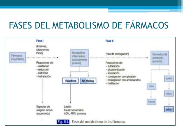 Metabolismo de fármacos