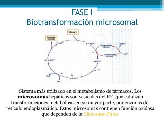 dieta 14 dias cambio metabolismo en la forma natural
