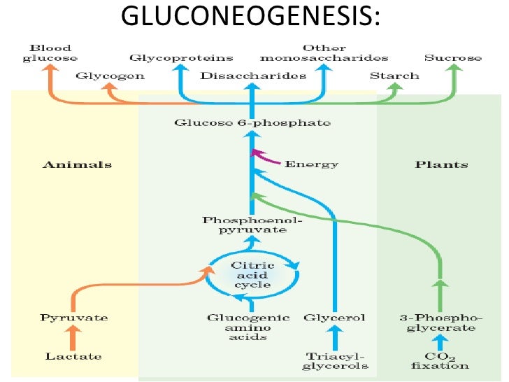 Aprender más sobre metabolismo de las proteínas
