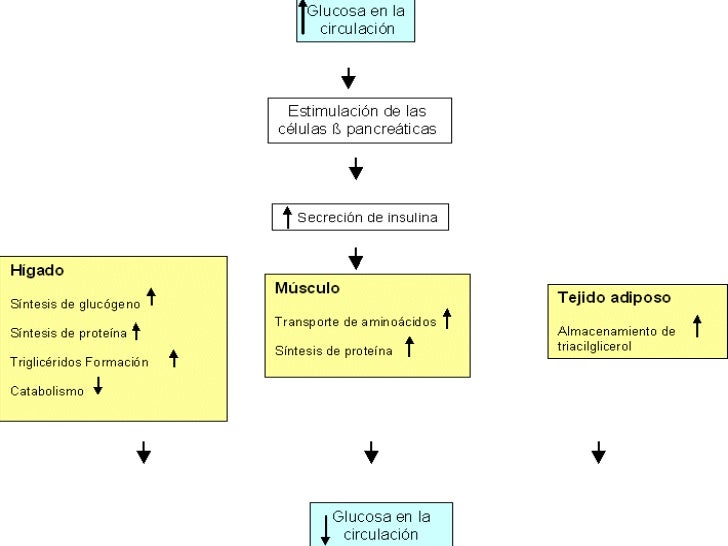 Los mejores consejos para dieta acelera metabolismo
