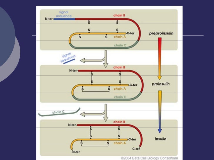 Breve guía de como ralentizar el metabolismo