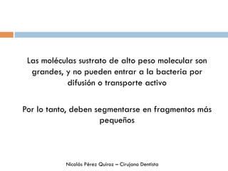 Las moléculas sustrato de alto peso molecular son
grandes, y no pueden entrar a la bacteria por
difusión o transporte activo
Por lo tanto, deben segmentarse en fragmentos más
pequeños
Nicolás Pérez Quiroz – Cirujano Dentista
 