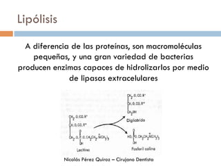 Lipólisis
A diferencia de las proteínas, son macromoléculas
pequeñas, y una gran variedad de bacterias
producen enzimas capaces de hidrolizarlos por medio
de lipasas extracelulares
Nicolás Pérez Quiroz – Cirujano Dentista
 
