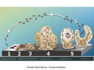 Nicolás Pérez Quiroz – Cirujano Dentista
 