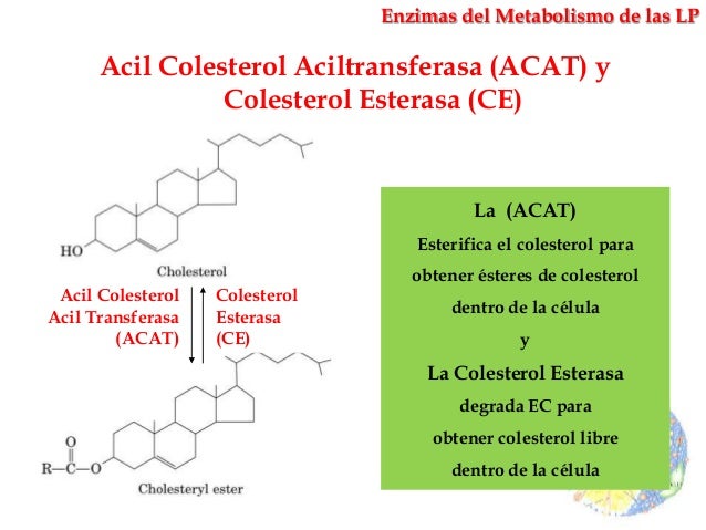 Metabolismo de las Lipoproteinas - Fabián Rodríguez