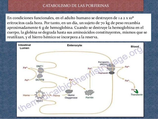 Fascinantes dieta del metabolismo tácticas