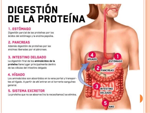 dieta acelerar metabolismo pdf se explica