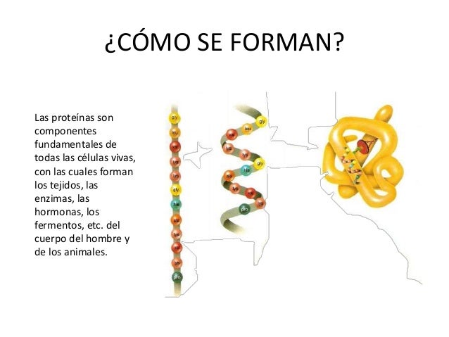 Metabolismo de las proteínas