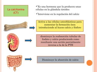 Es una hormona que la producen unas
células en la glándula tiroides
Interviene en la regulación del calcio
La calcitonina
(CT)
Activa a las células osteoblásticas para
aumentar la formación ósea
introduciendo al hueso calcio y fósforo
disminuye la reabsorción tubular de
fosfato y calcio produciendo como
resultante una acción parcialmente
inversa a la de la PTH
Disminuye la absorción de calcio
 