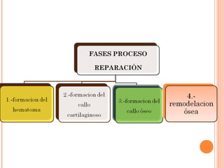 Metabolismo del cacio y ect3