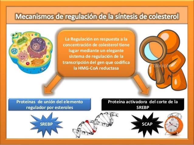 metabolismo del hierro analitica hoja cheet