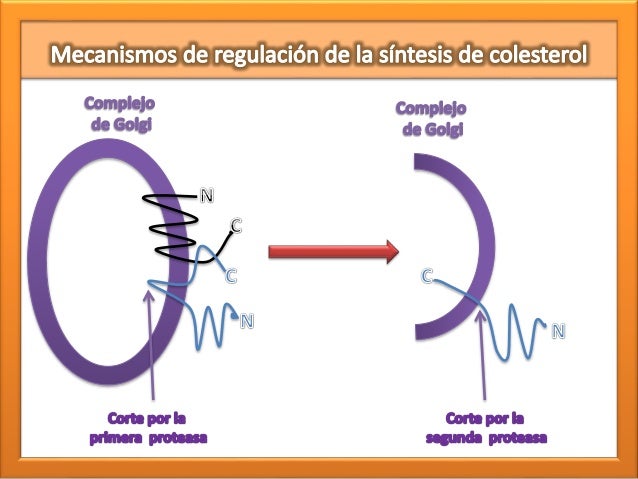 La información encima de calculadora metabolismo basal harris benedict