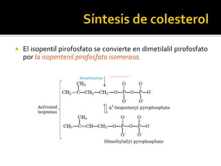  El isopentil pirofosfato se convierte en dimetilalil pirofosfato
por la isopentenil pirofosfato isomerasa.
 