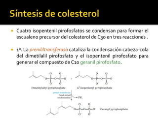  Cuatro isopentenil pirofosfatos se condensan para formar el
escualeno precursor del colesterol de C30 en tres reacciones .
 1ª. La prenililtransferasa cataliza la condensación cabeza-cola
del dimetilalil pirofosfato y el isopentenil pirofosfato para
generar el compuesto de C10 geranil pirofosfato.
 