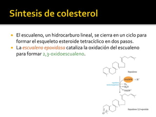  El escualeno, un hidrocarburo lineal, se cierra en un ciclo para
formar el esqueleto esteroide tetracíclico en dos pasos.
 La escualeno epoxidasa cataliza la oxidación del escualeno
para formar 2,3-oxidoescualeno.
 