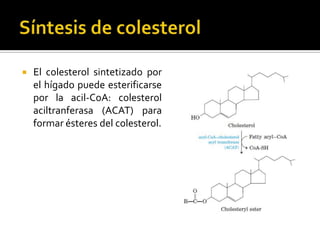  El colesterol sintetizado por
el hígado puede esterificarse
por la acil-CoA: colesterol
aciltranferasa (ACAT) para
formar ésteres del colesterol.
 