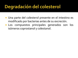  Una parte del colesterol presente en el intestino es
modificado por bacterias antes de su excreción.
 Los compuestos principales generados son los
isómeros coprostanol y colestanol.
 