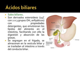  Sales biliares.
 Son derivados esteroideos (24C
con 2 o 3 grupos OH, anfipáticos)
con propiedades detergentes,
que emulsionan los lípidos del
alimento en el intestino,
facilitando con ello la digestión y
absorción de las grasas.
 Se segregan en el hígado, se
almacenan en la vesícula biliar y
se trasladan al intestino a través
del conducto biliar.
 
