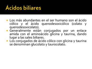  Los más abundantes en el ser humano son el ácido
cólico y el ácido quenodesoxicólico (colato y
quenodesoxicolato).
 Generalmente están conjugados por un enlace
amida con el aminoácido glicina y taurina, dando
lugar a las sales biliares.
 Los conjugados de ácido cólico con glicina y taurina
se denominan glucolato y taurocolato.
 