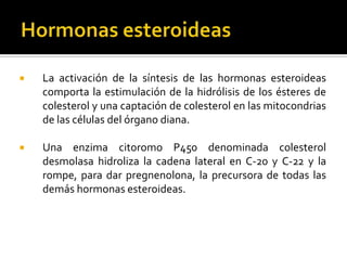  La activación de la síntesis de las hormonas esteroideas
comporta la estimulación de la hidrólisis de los ésteres de
colesterol y una captación de colesterol en las mitocondrias
de las células del órgano diana.
 Una enzima citoromo P450 denominada colesterol
desmolasa hidroliza la cadena lateral en C-20 y C-22 y la
rompe, para dar pregnenolona, la precursora de todas las
demás hormonas esteroideas.
 
