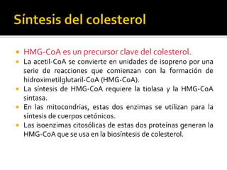  HMG-CoA es un precursor clave del colesterol.
 La acetil-CoA se convierte en unidades de isopreno por una
serie de reacciones que comienzan con la formación de
hidroximetilglutaril-CoA (HMG-CoA).
 La síntesis de HMG-CoA requiere la tiolasa y la HMG-CoA
sintasa.
 En las mitocondrias, estas dos enzimas se utilizan para la
síntesis de cuerpos cetónicos.
 Las isoenzimas citosólicas de estas dos proteínas generan la
HMG-CoA que se usa en la biosíntesis de colesterol.
 