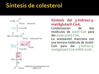  Síntesis del 3-hidroxi-3-
metilglutaril-CoA.
 Condensación de dos
moléculas de acetil-CoA para
dar aceto acetil-CoA.
 La acetoacetil reacciona con
una tercera molécula de Acetil-
CoA para dar 3-hidroxi-3-
metilglutaril-CoA (HMG-CoA).
 
